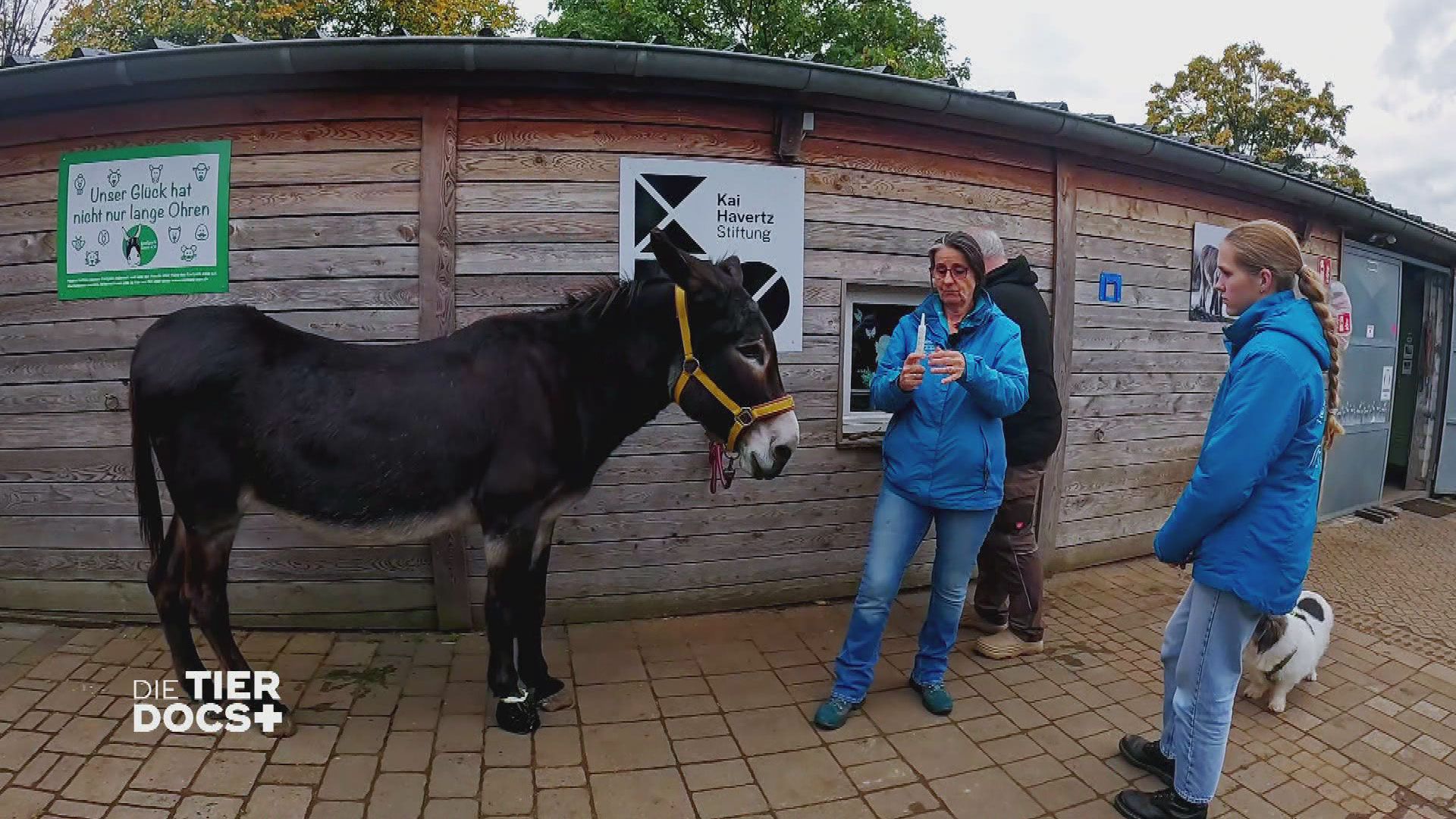 Zu Besuch auf dem Gnadenhof "Eselpark Zons"