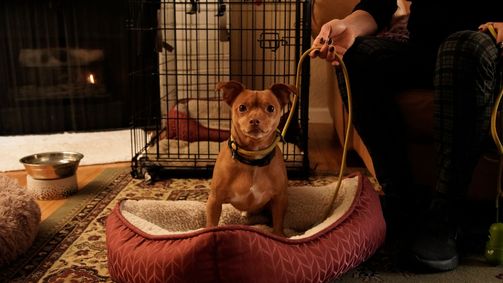 Cesar Millan: Better Human Better Dog - Bessere Menschen, bessere Hunde Cesar Millan: Better Human Better Dog - Bessere Menschen, bessere Hunde Folge 2: Dilly, der Männerhasser