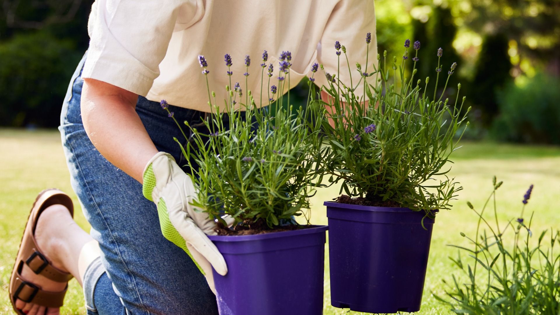 Gartentipps für trockene Sommertage