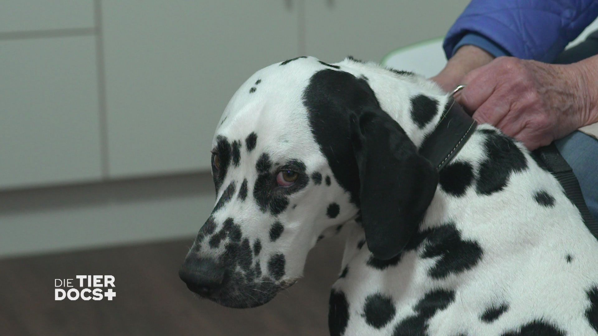 Notfall in der Tierklinik Posthausen