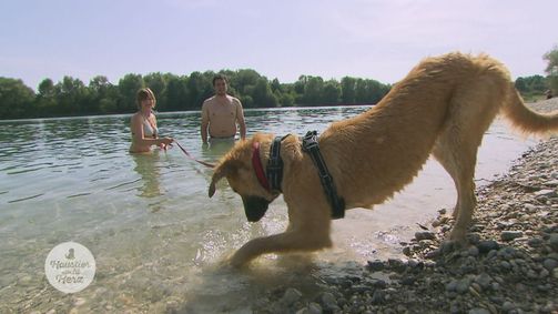 Haustier sucht Herz Haustier sucht Herz Folge 5: Folge 5