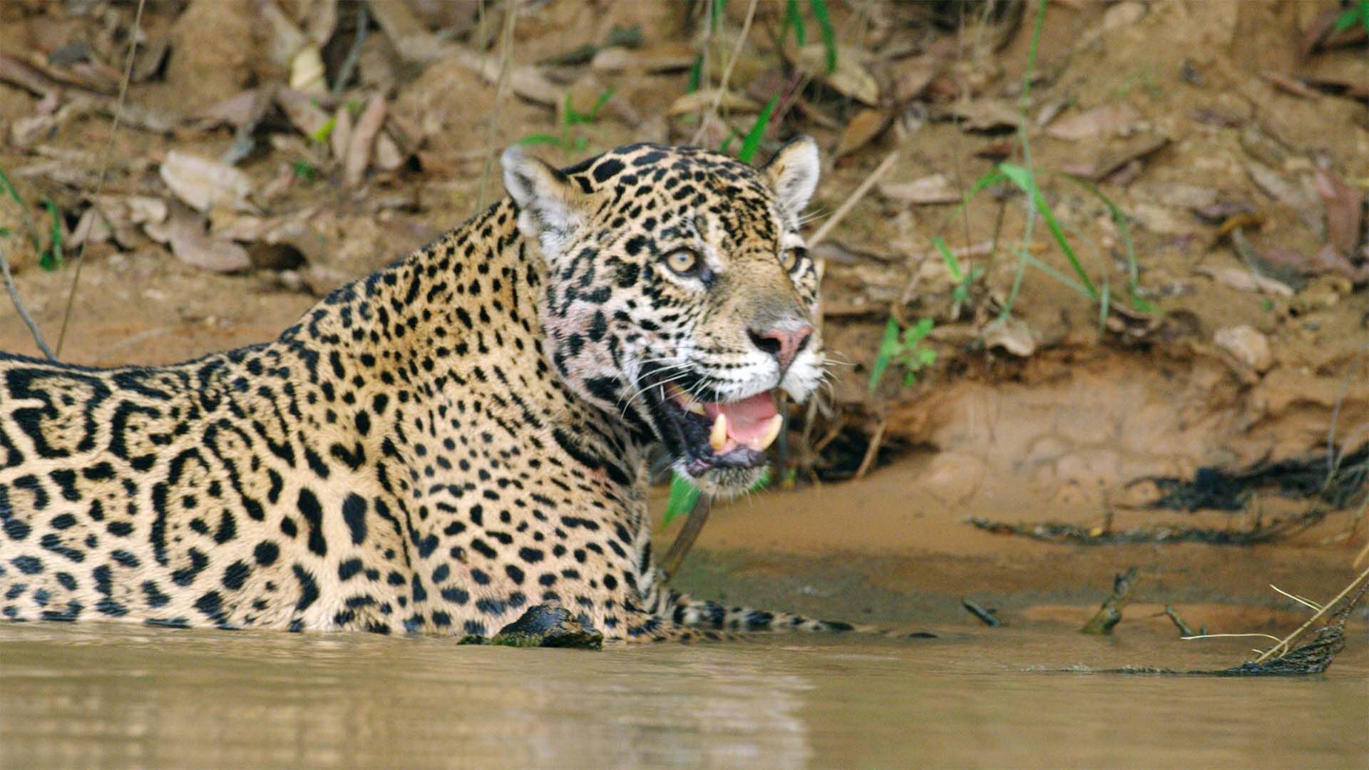 Jaguar-Höhle