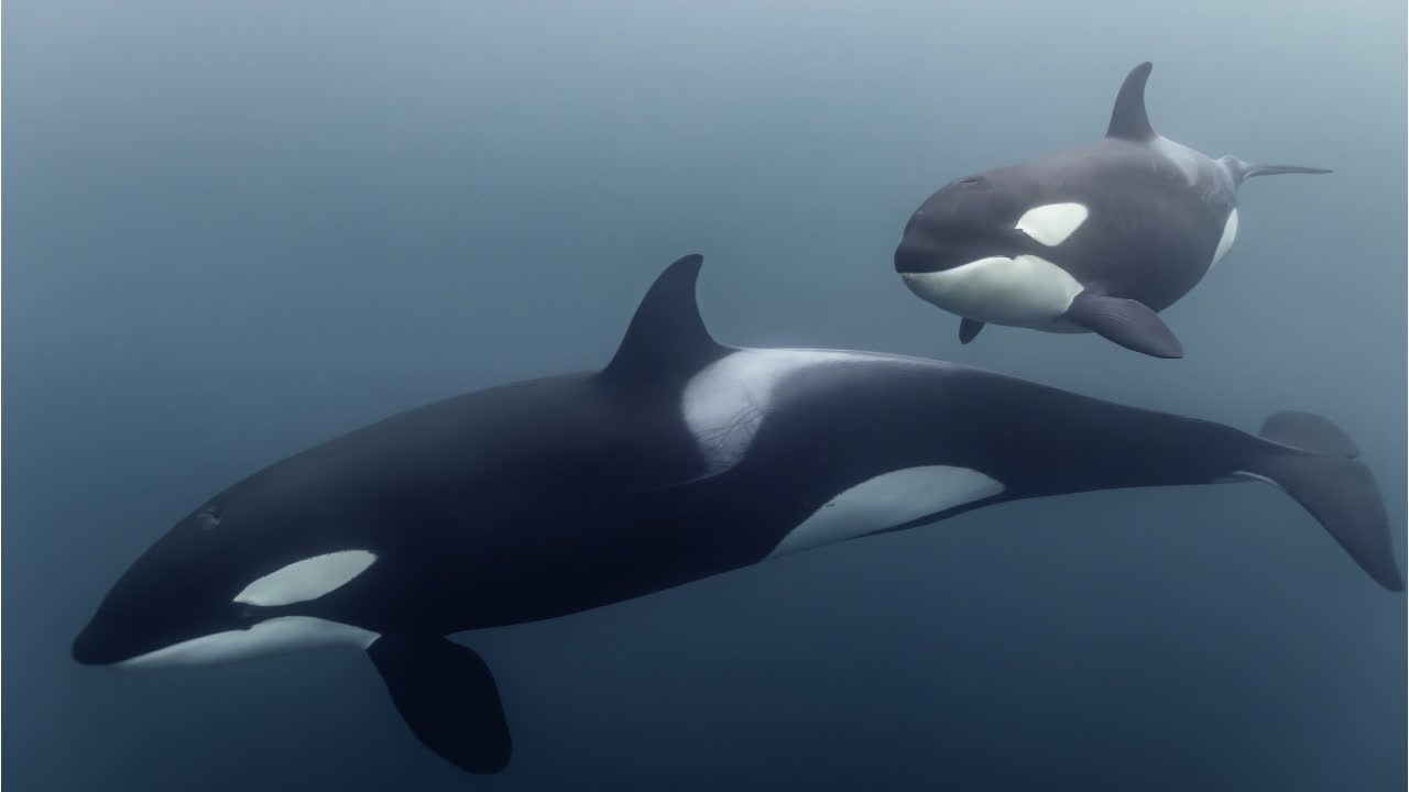 Rätsel um kurioses Orca-Verhalten