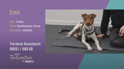 Unsere Tierheimtiere des Monats Unsere Tierheimtiere des Monats Folge 29: Aufgeschlossener brasilianischer Terrier Emil sucht ein geduldiges Zuhause