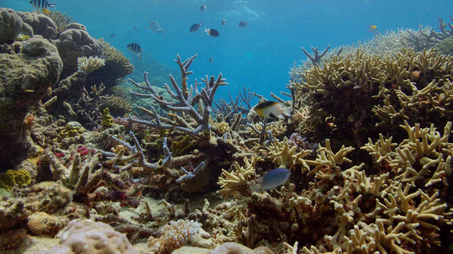 Lady Elliot Island