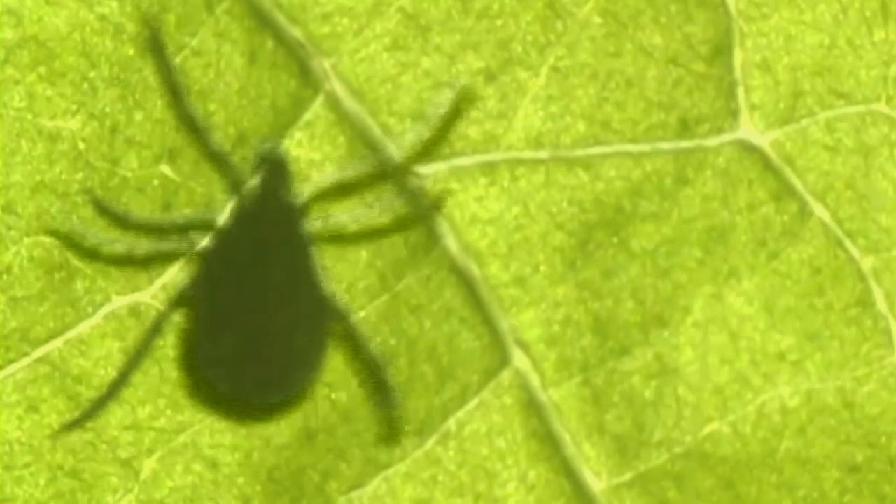 Zecken-Gefahr auch im Herbst? Das sollte ich wissen