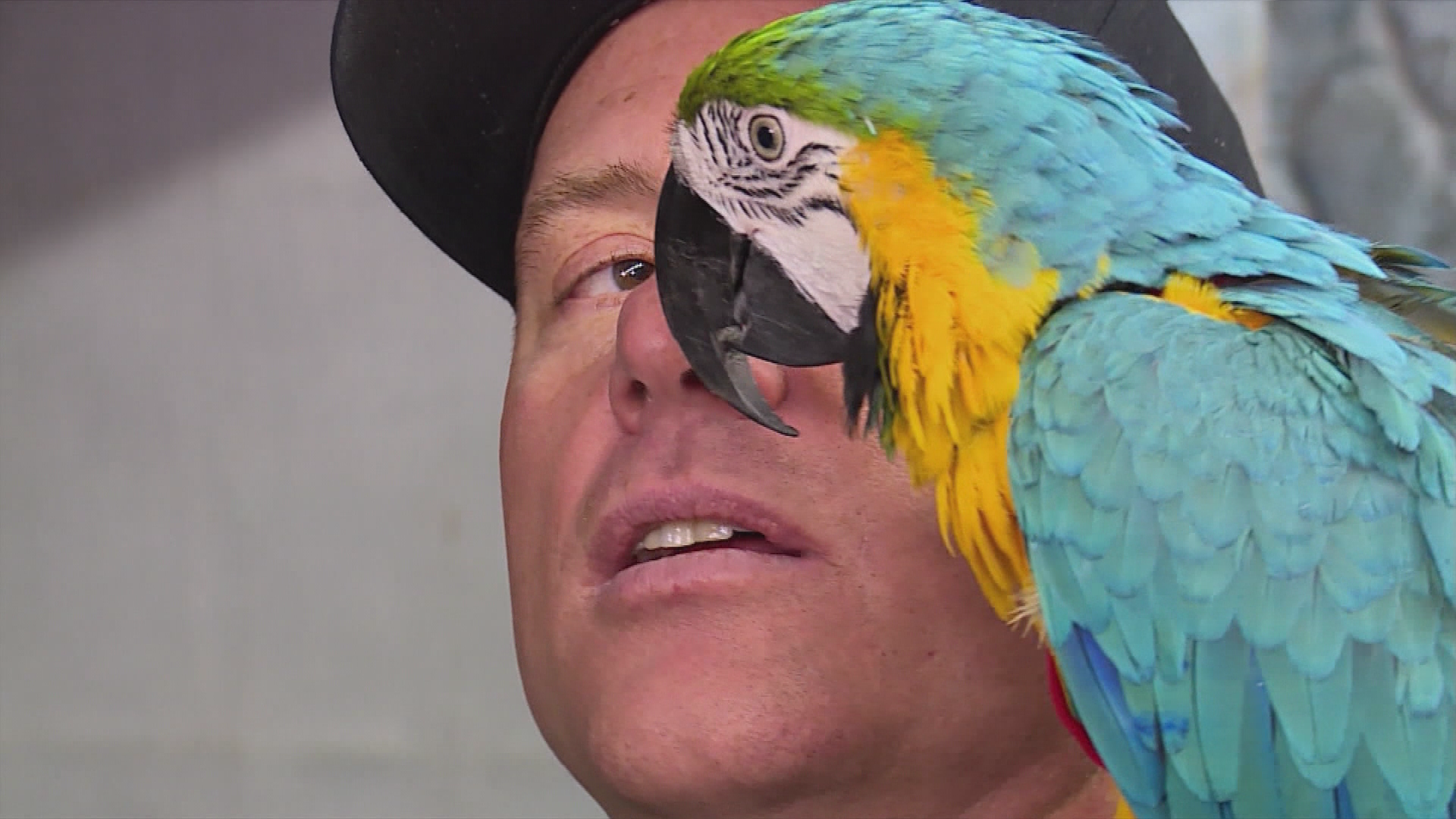 Verrückter Vogel