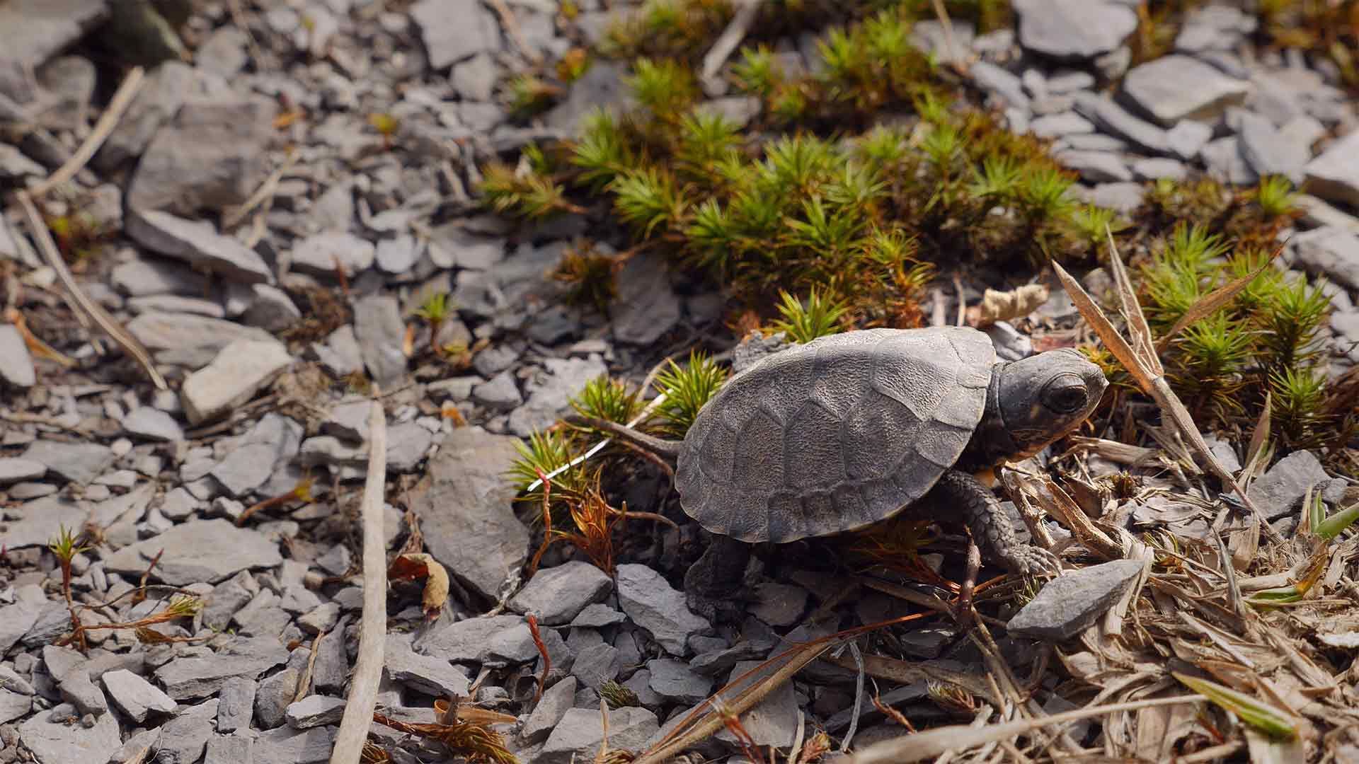 Feuchtgebiete
