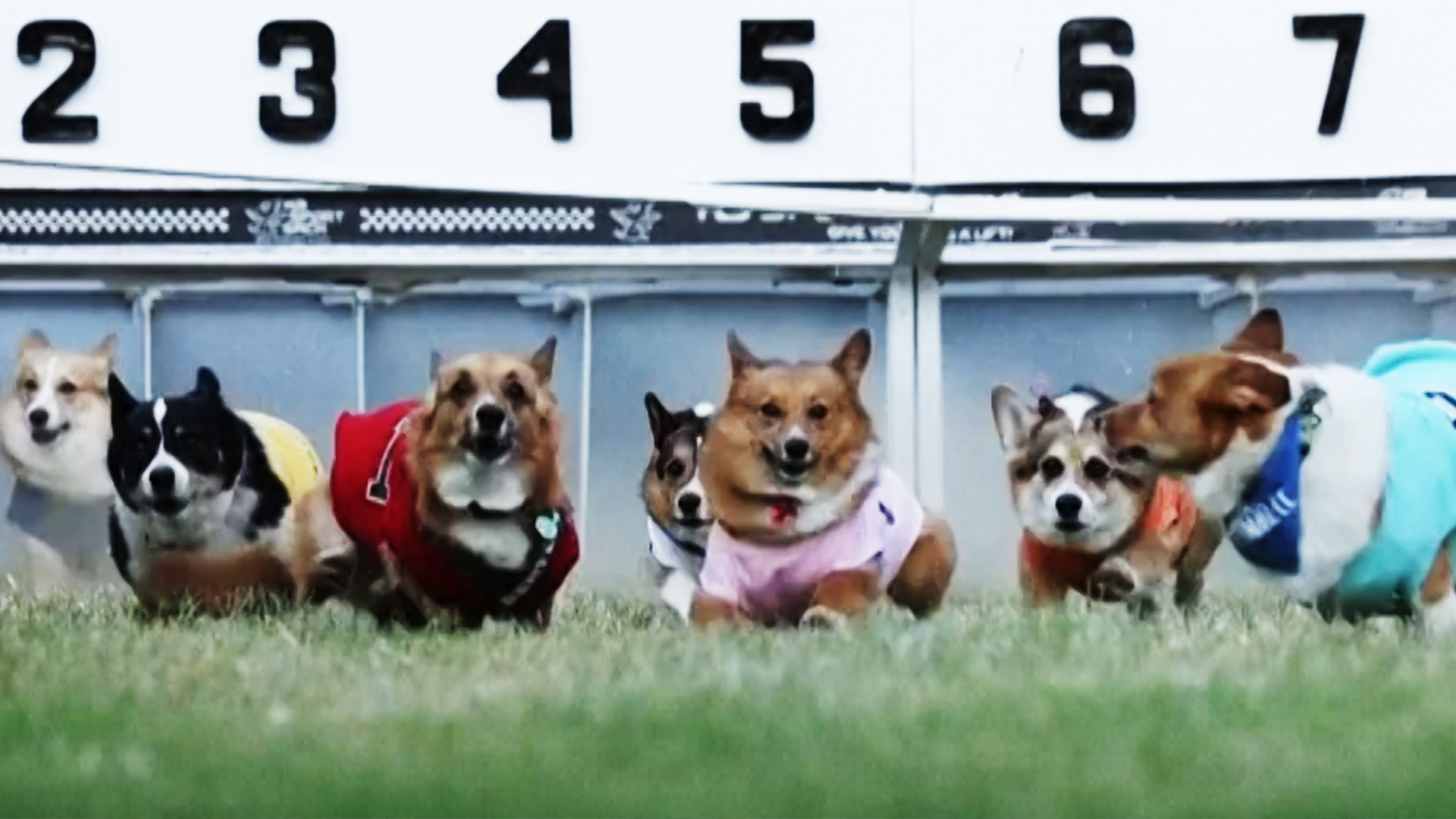 Corgis flitzen um die Wette