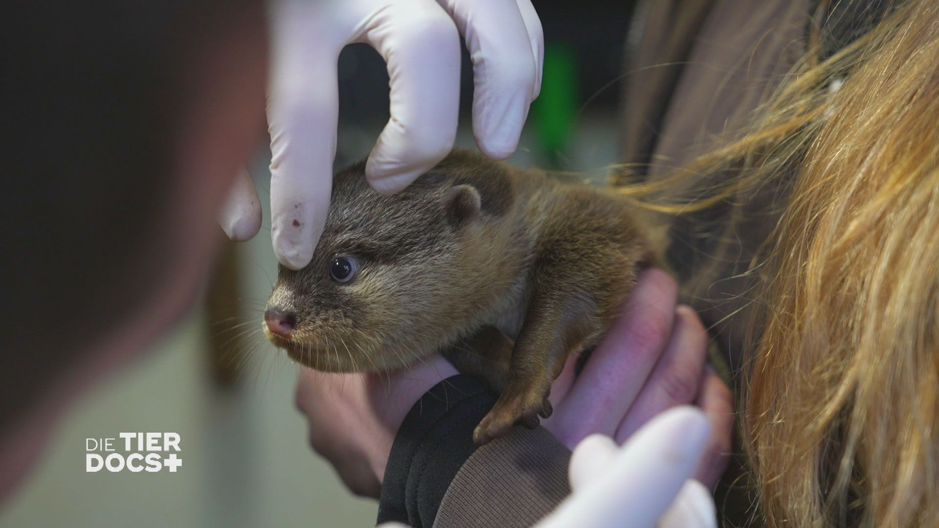 Die Otter sind los!