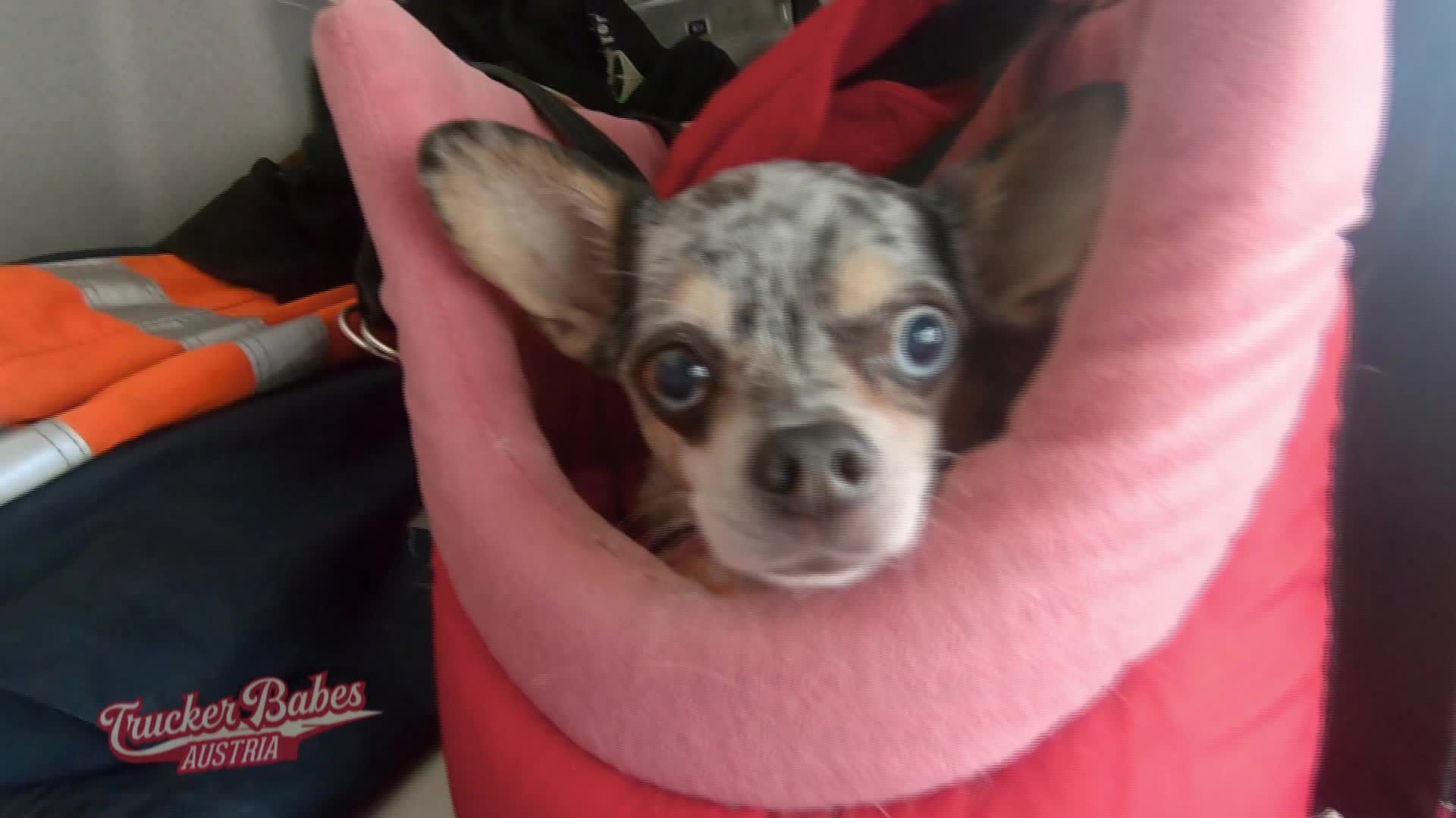 Bellas Hund Elli