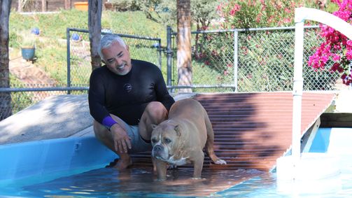 Cesar Millan: Better Human Better Dog - Bessere Menschen, bessere Hunde Cesar Millan: Better Human Better Dog - Bessere Menschen, bessere Hunde Folge 3: Augen auf bei der Hundeauswahl