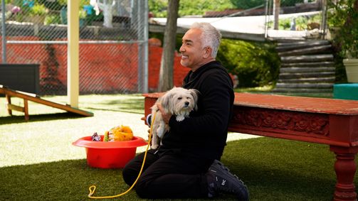 Cesar Millan: Better Human Better Dog - Bessere Menschen, bessere Hunde Cesar Millan: Better Human Better Dog - Bessere Menschen, bessere Hunde Folge 6: Der perfekte Familienhund