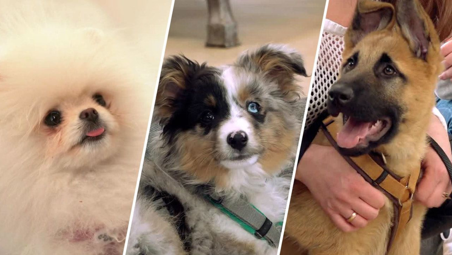 Neue Welpen, neues Loft und neue Trainingsmethoden