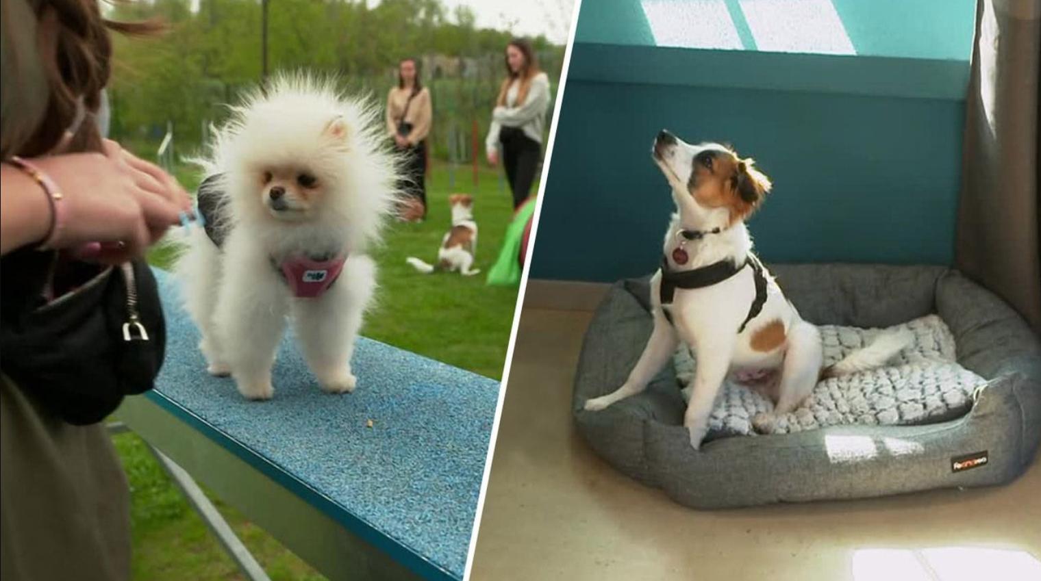 Grundkommandos und Agility: Letzter Schultag für die Welpenklasse