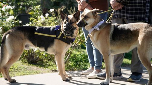 Cesar Millan: Better Human Better Dog - Bessere Menschen, bessere Hunde Cesar Millan: Better Human Better Dog - Bessere Menschen, bessere Hunde Folge 4: Angestaute Energie
