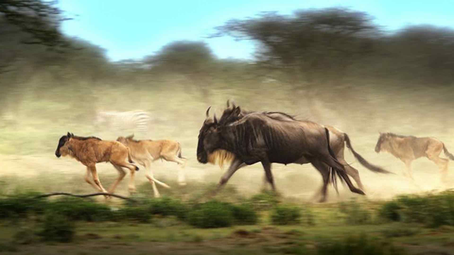 Ngorongoro