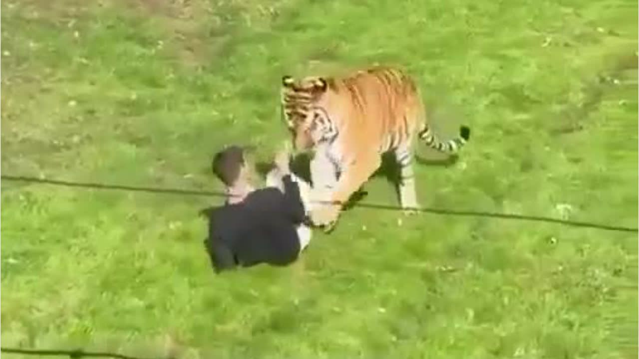 Tiger beißt Mann in Zoo tot