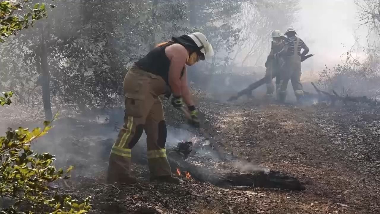 Hitze und Waldbrände: Wie sieht der Wald der Zukunft aus?