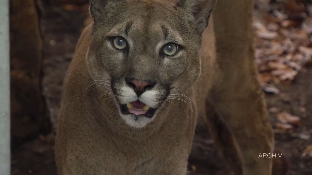 Puma-Suche in Oberbayern: Stammt er aus privater Haltung?