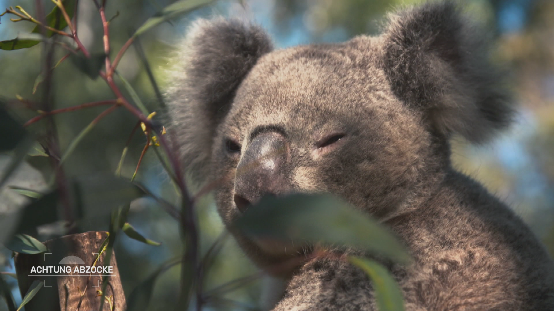 Australien - Down Under, alles steht Kopf