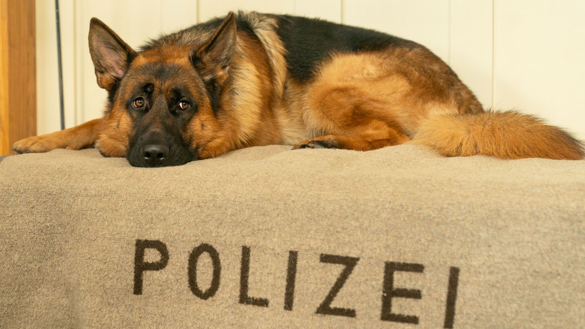 WIEN SEHEN UND STERBEN (1)