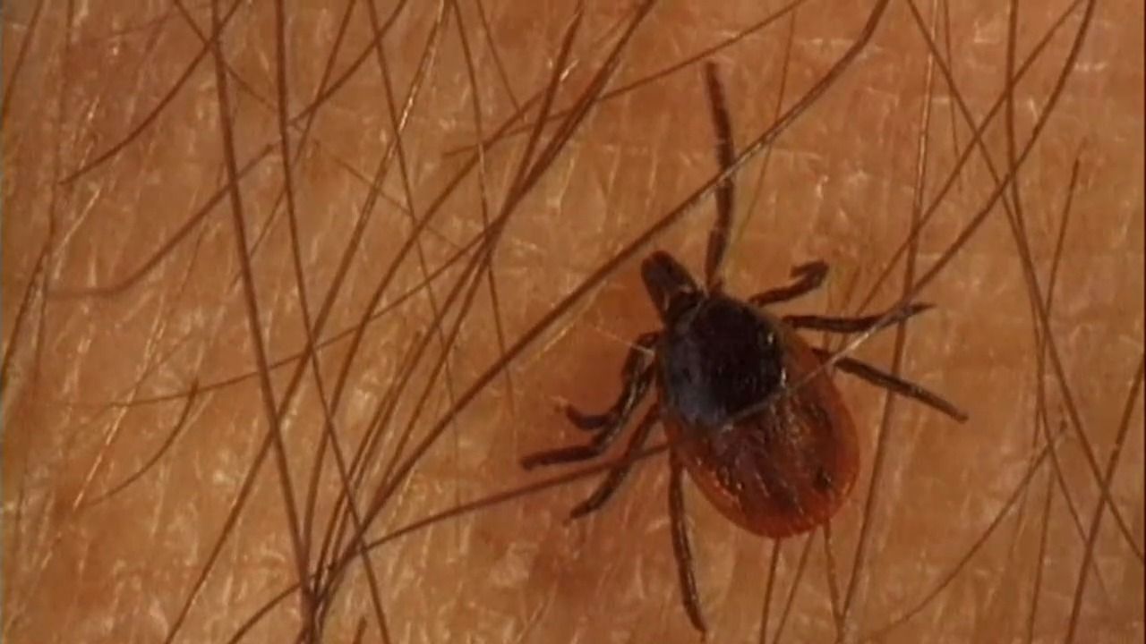 Zecken in Bayern: Über 3.400 Borreliose-Fälle gemeldet