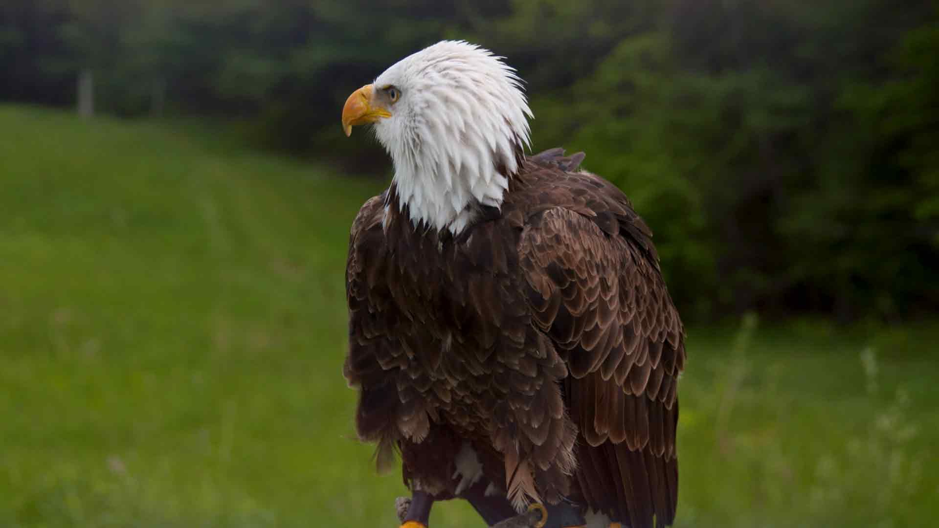 Raubvögel