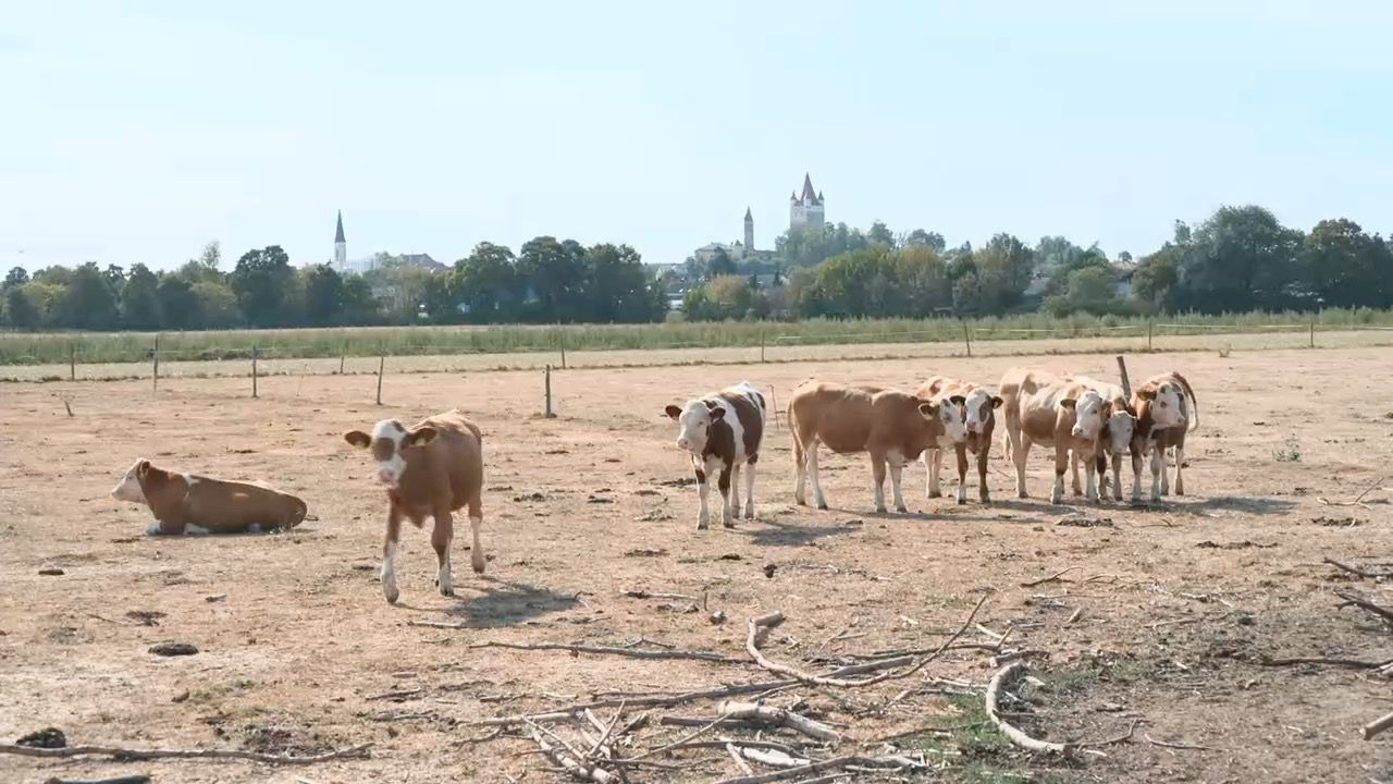 Dürre in Bayern: Bauern kämpfen ums Futter für die Kühe