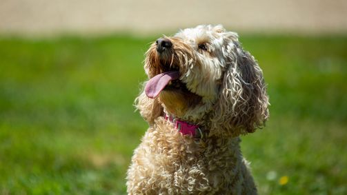 Unsere Hundeschule Unsere Hundeschule Folge 4: Episode 4