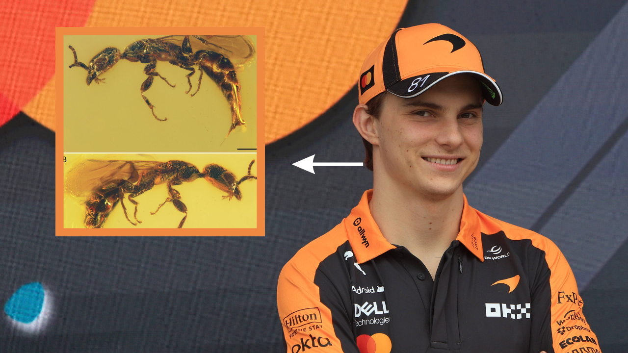 Formel 1: Antike Wespe nach Oscar Piastri benannt