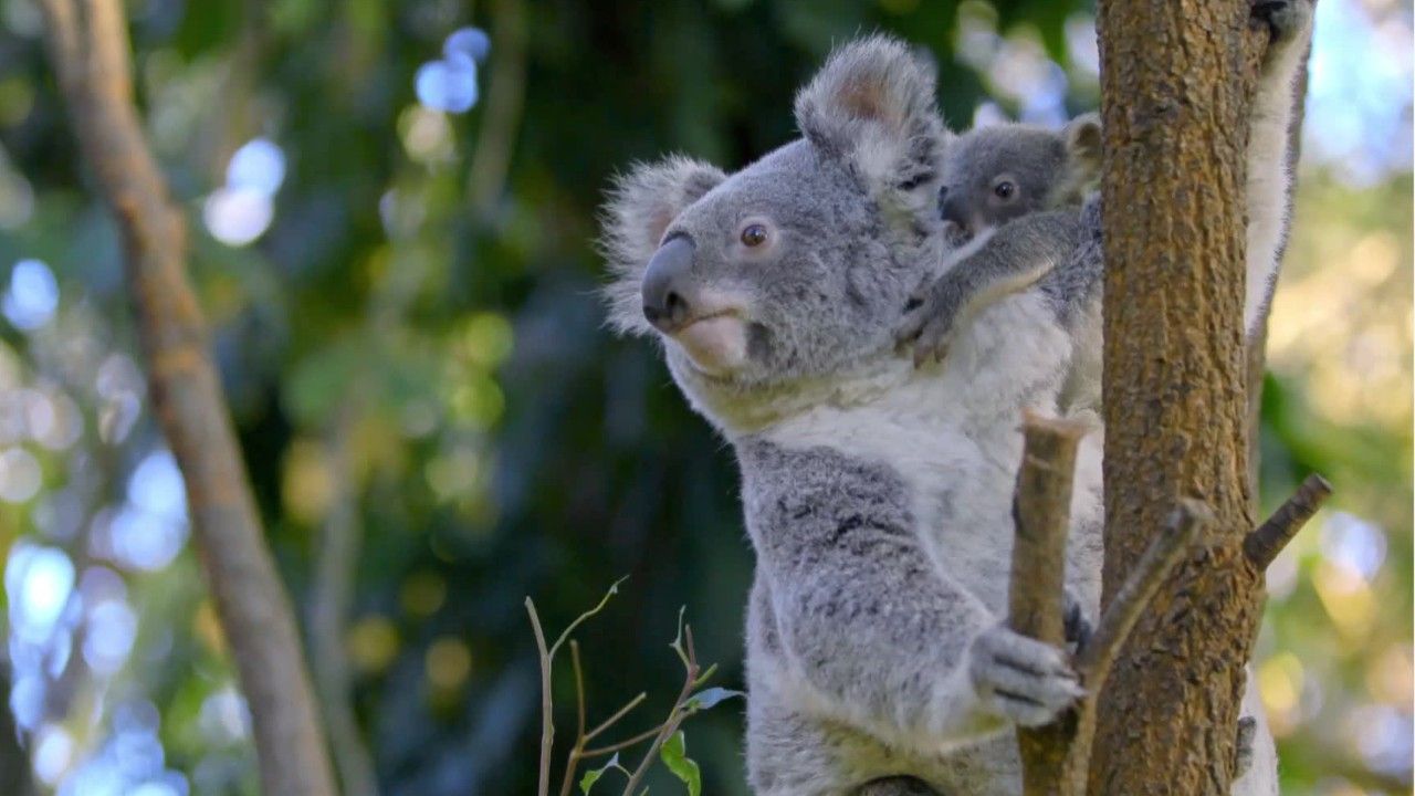 Ur-Koala im australischen Outback entdeckt