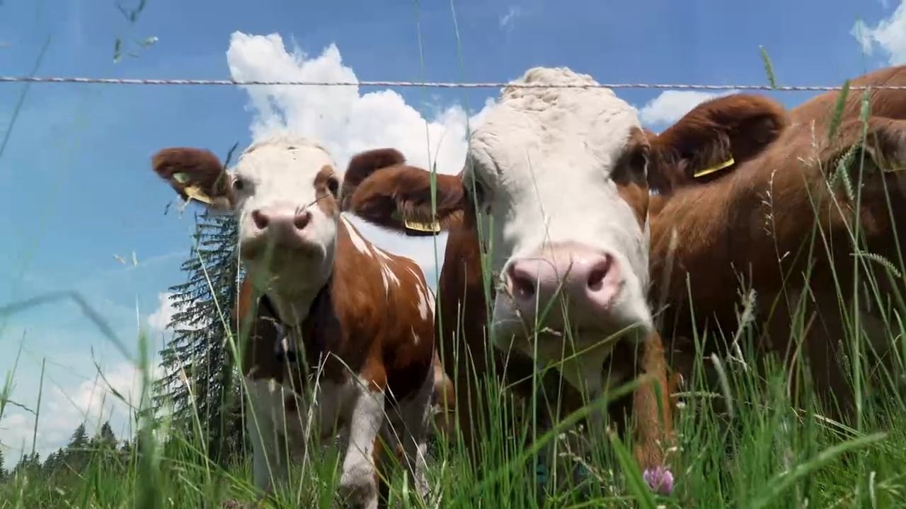 Nei g’schaut - zu Gast in Oberbayern: Almbauern am Tegernsee