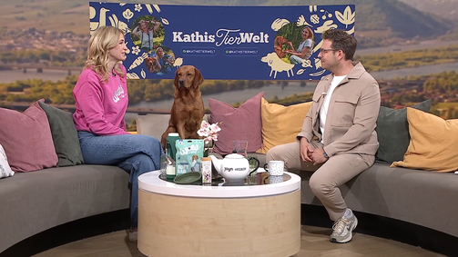 Hitzetipps für Hund und Katz