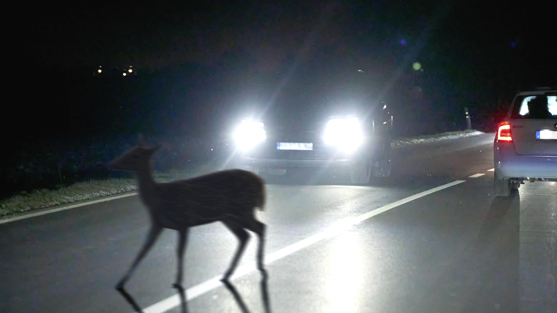 Mehr Wildunfälle im Herbst