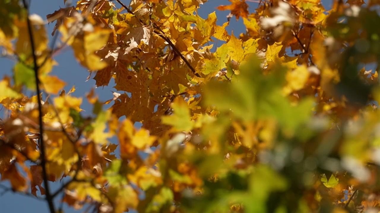 Abschied vom Spätsommer? Sonne und Kürbisse läuten Herbst ein