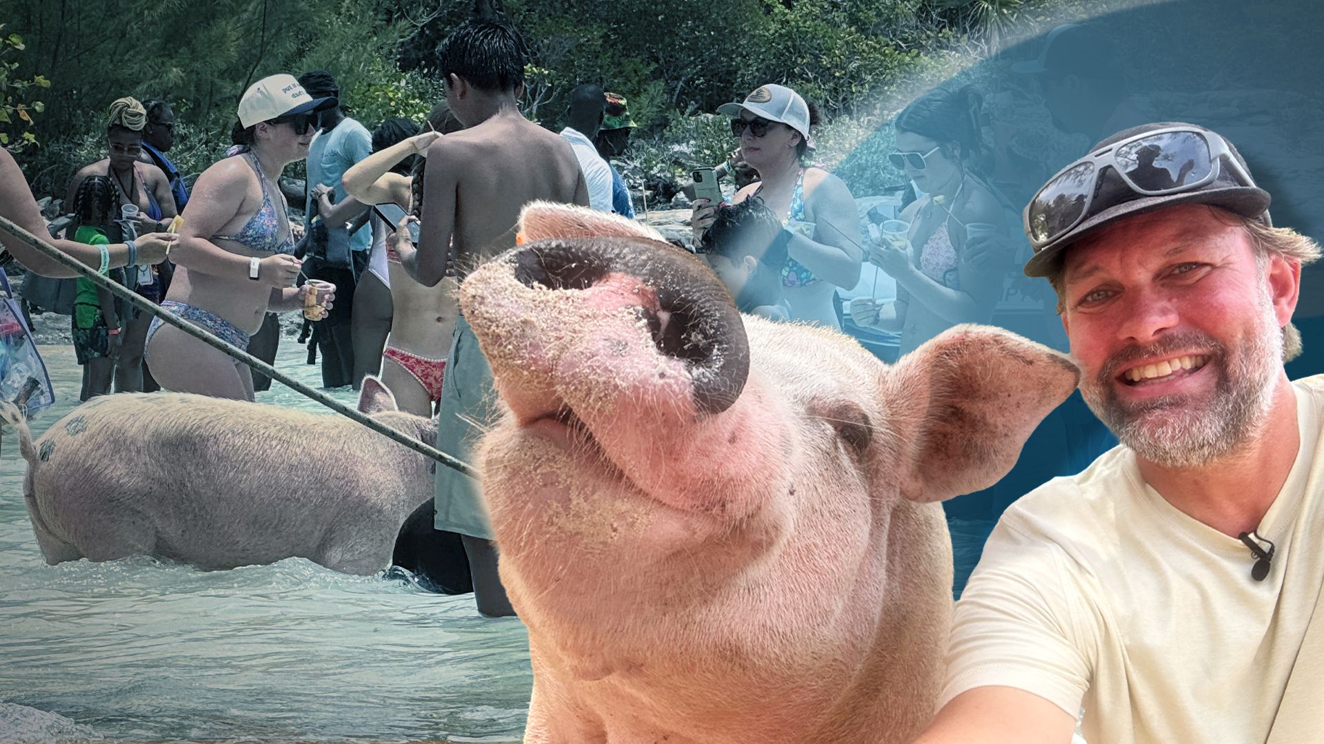 Schwimmende Schweine in der Karibik