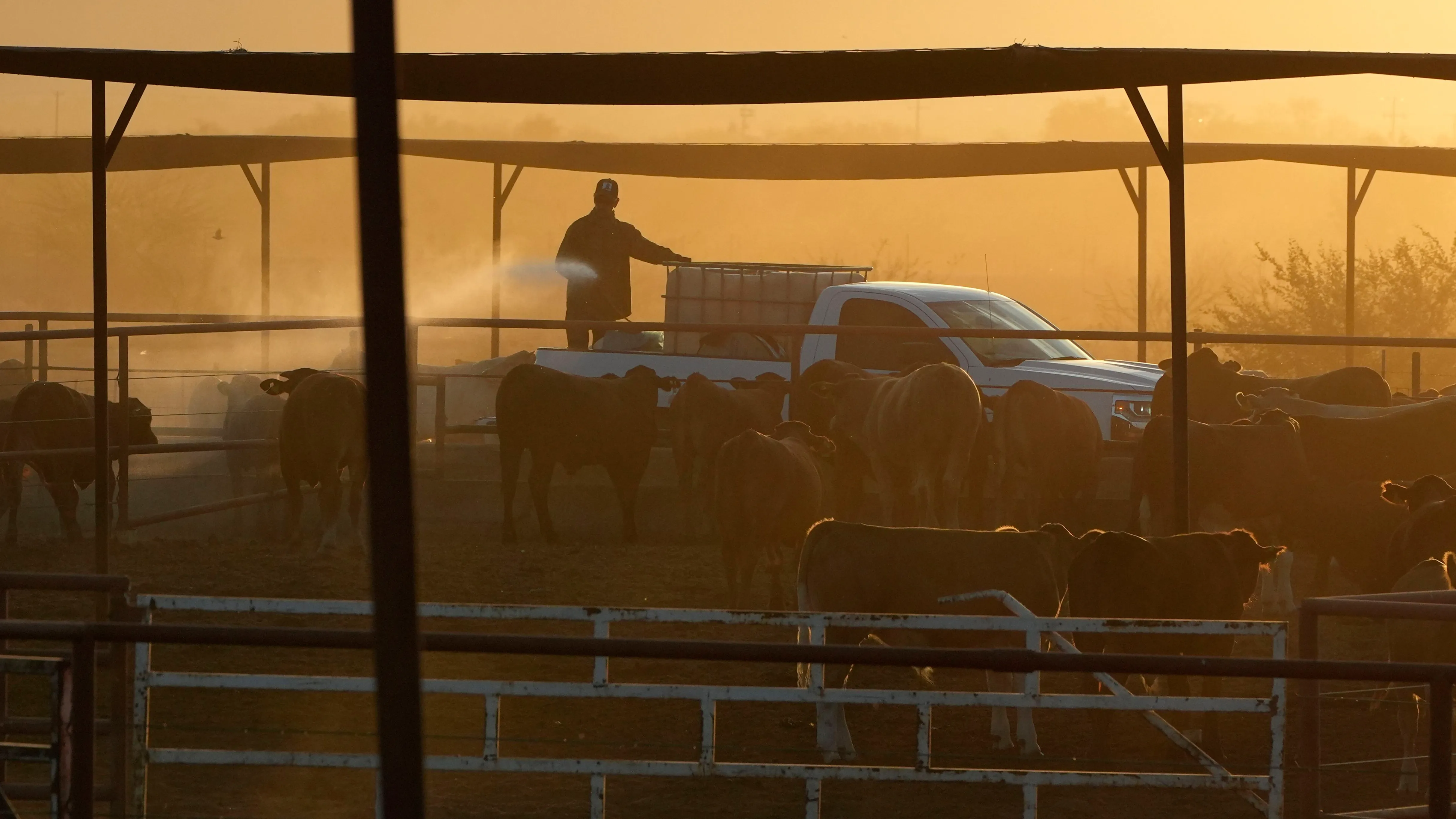 Texas ruft Notstand aus: Schraubenwurmfliege bedroht Mensch und Tier