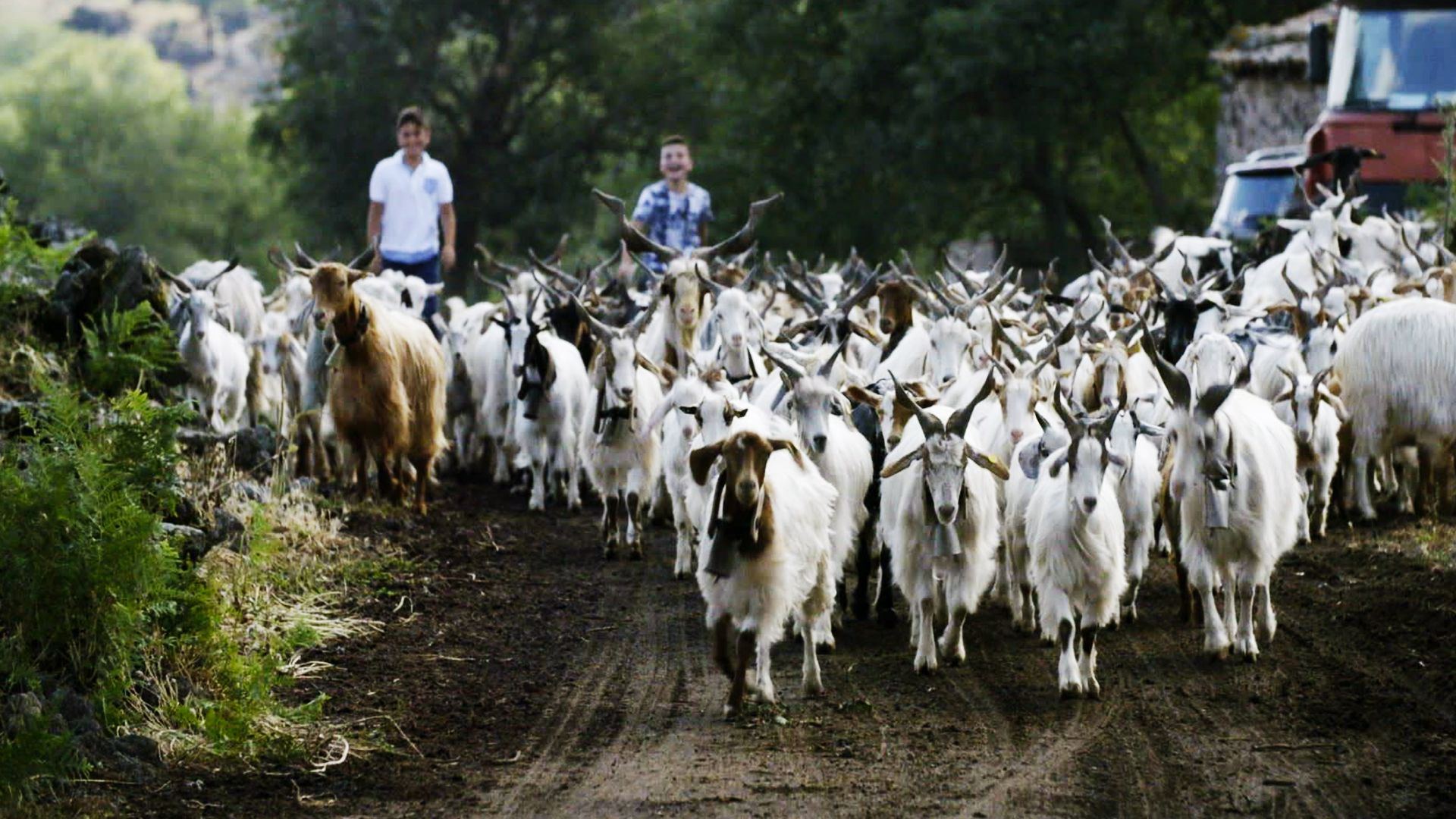 Das geheime Wissen der Tiere