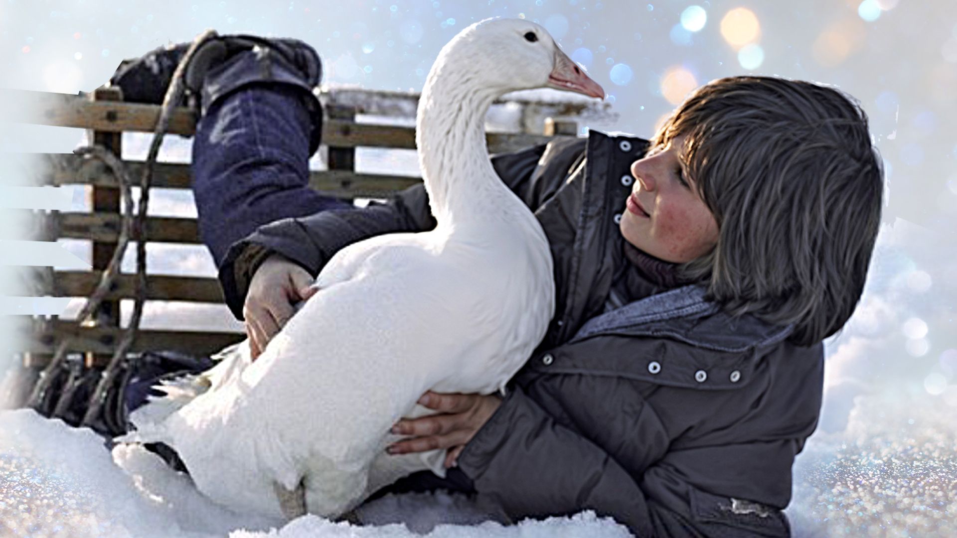 Rettet die Weihnachtsgans