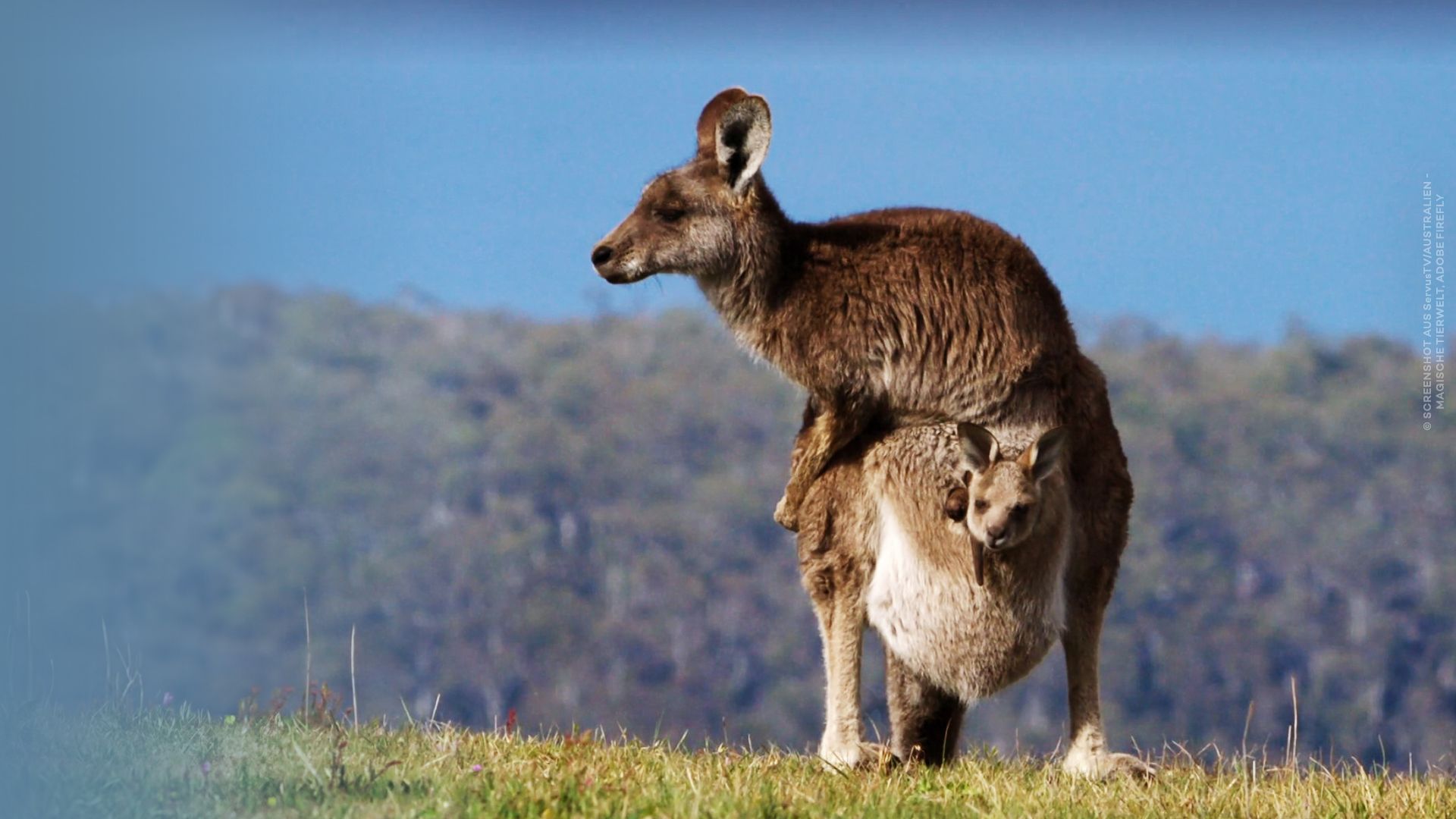 Australien - Magische Tierwelt