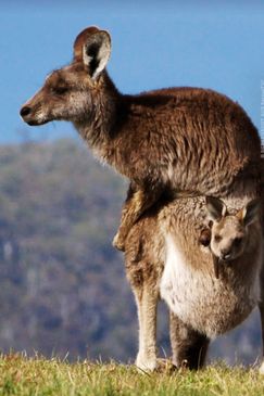 Australien - Magische Tierwelt