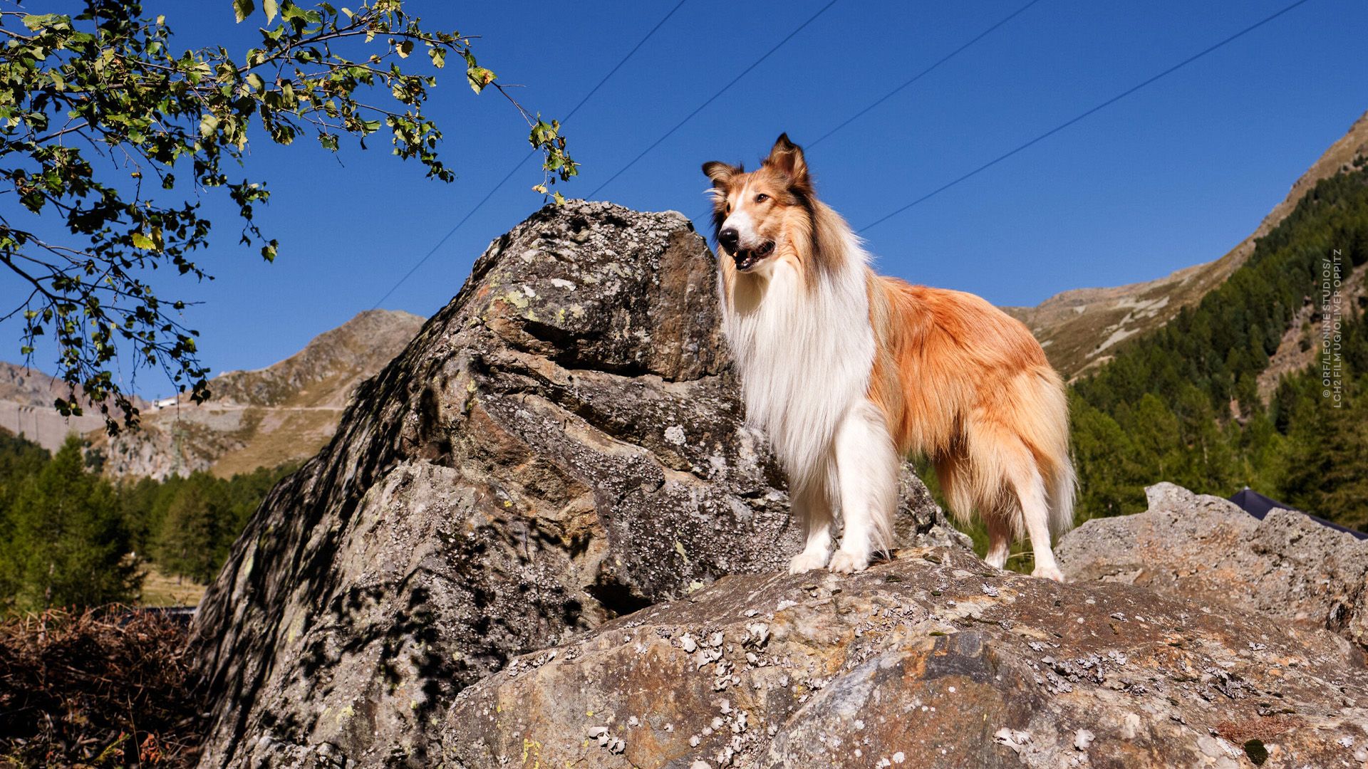 Lassie 2 – Ein neues Abenteuer