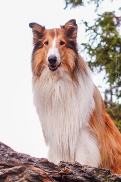 Lassie 2 – Ein neues Abenteuer