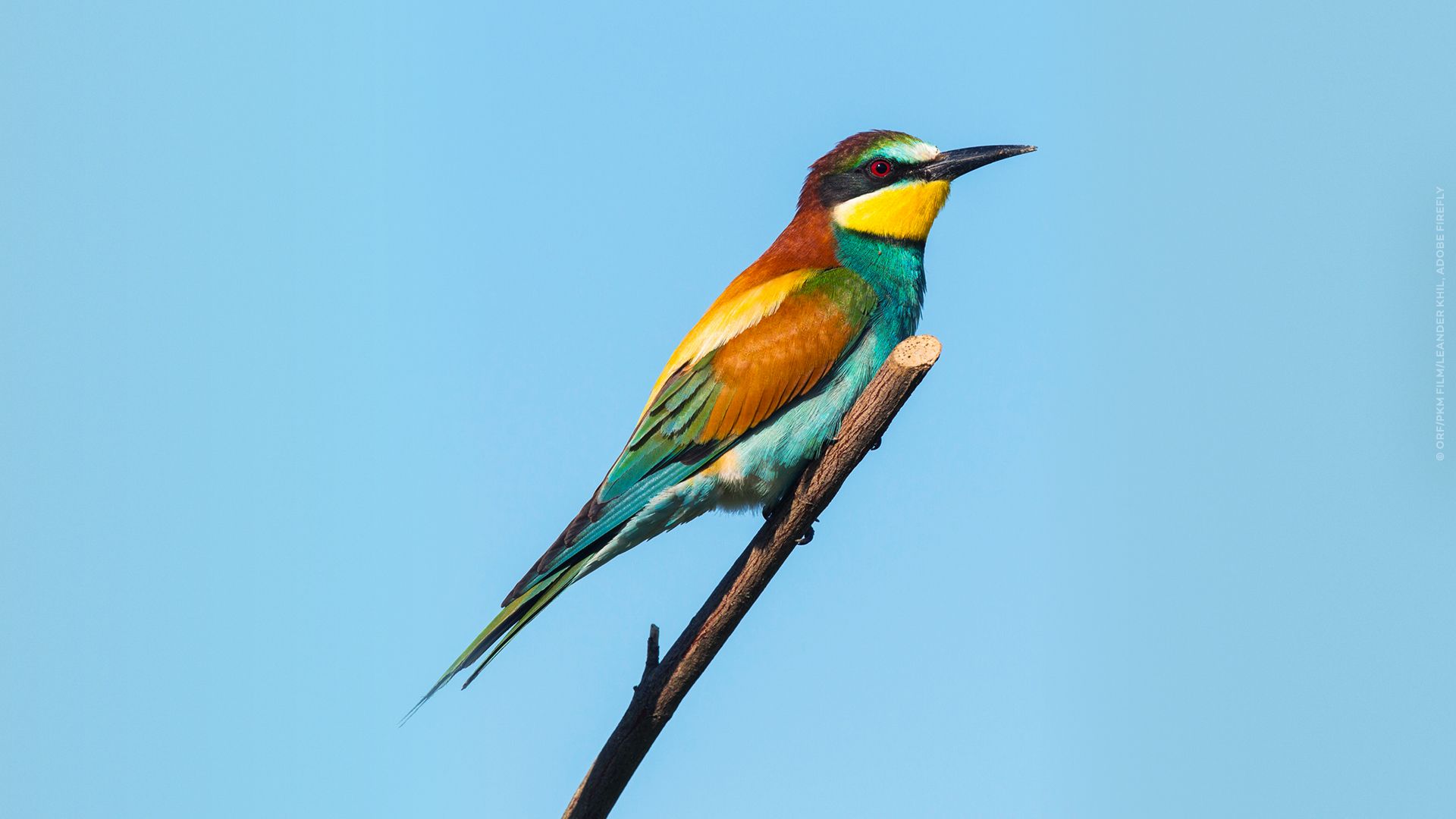 Von der Steppe in die Alpen - Vögel in Österreich