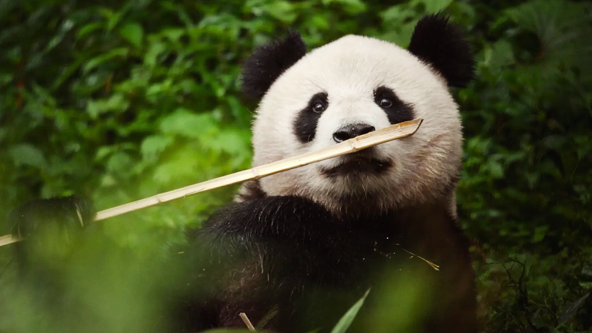 China - Ein uraltes Königreich der Natur