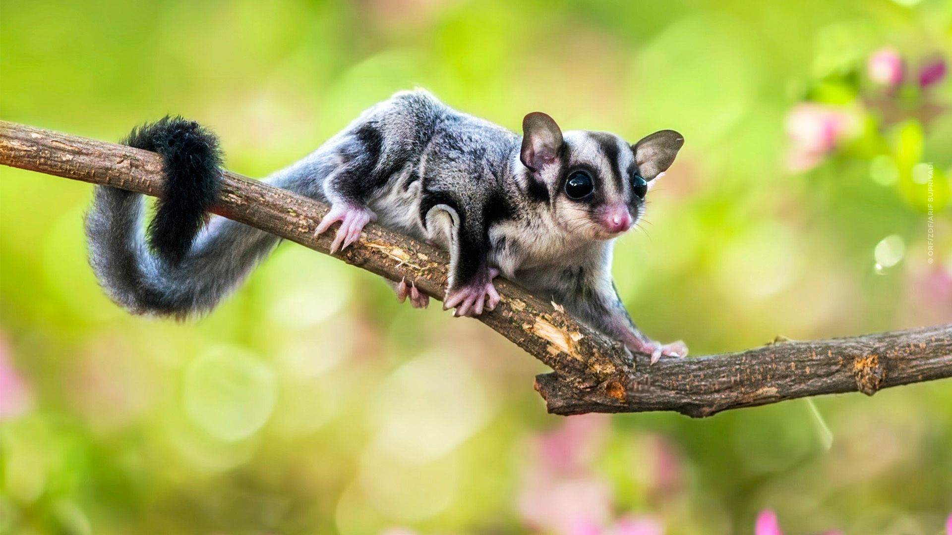 Helden der Evolution