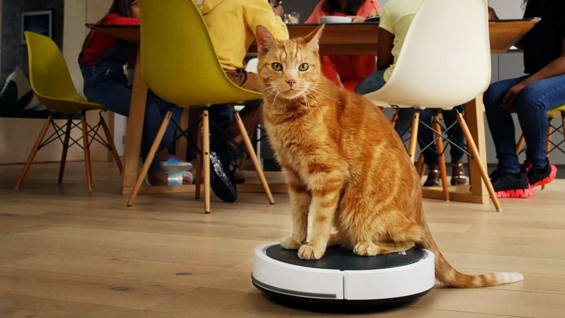 Die verborgenen Fähigkeiten unserer Haustiere