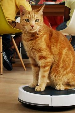 Die verborgenen Fähigkeiten unserer Haustiere