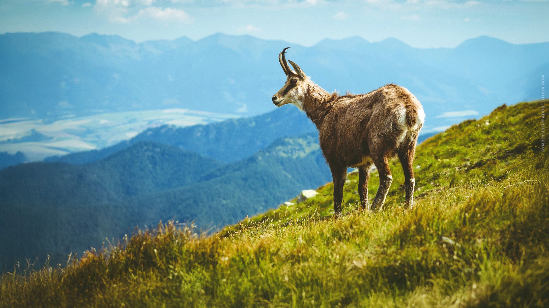 Tierwelt der Alpen